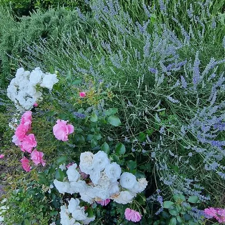 Tenuta La Scure Il Focolare בית נופש *