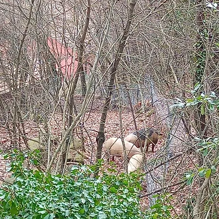 Tenuta La Scure Il Focolare Holiday home Cortona