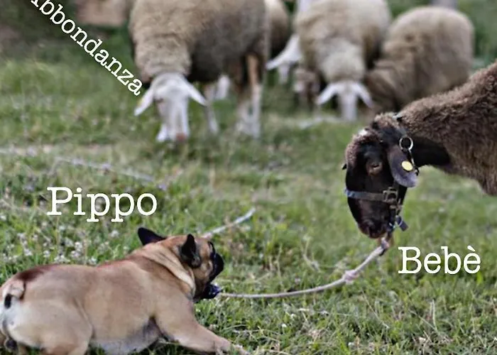 Tenuta La Scure Il Focolare * Cortona