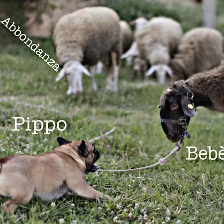 Tenuta La Scure Il Focolare * Cortone