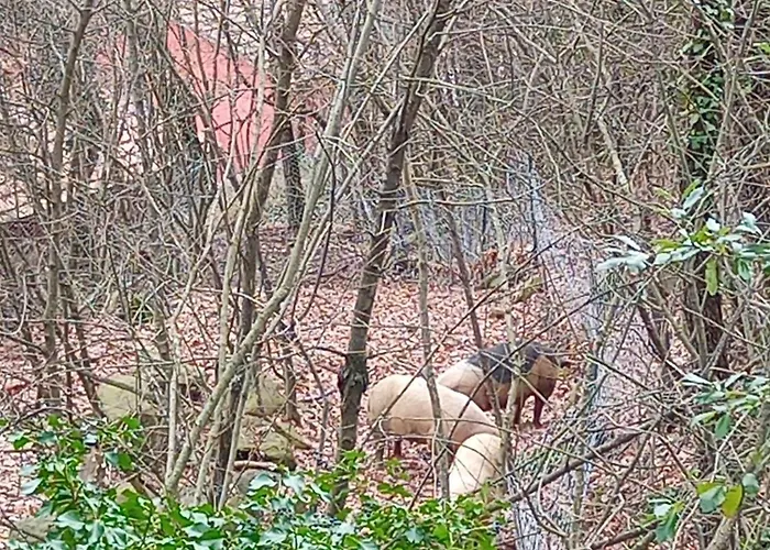 Tenuta La Scure Il Focolare Hébergement de vacances Cortone